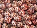 Leucadendron Pubescens op draad Naturel doos ca. 50 stuks