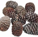 Leucadendron Murri Denneappel los zak ca. 1000 gram
