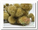 Plataanballetjes Naturel Small Ball Bundel