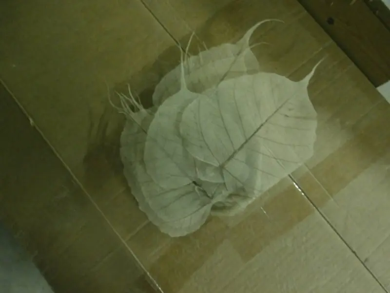 Skeletblad Naturel ca. 100 stuks