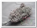 Pepper Berrie Peperbessen Frosted White Bundel