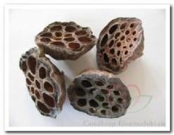 Lotus Medium 5–7 cm zak ca. 50 stuks