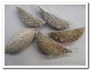 Bolsa de Pastor Bleached Frost 10 stuks