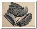 Bolsa de Pastor Grey Frost 10 stuks