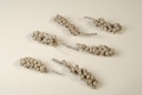 Acorn White Wash 500 gram
