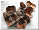 Badam droogbloem op stok Semi White ca. 50 cm 5 stuks