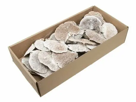 Elfenbankje White Wash ca. 40 stuks op draad