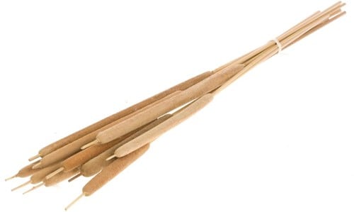 Typha sigaren rietsigaar Naturel ca. 10 stuks per bundel