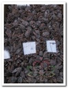 Bakuli Stone Wash 1 kilo