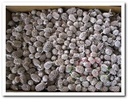 Casuarina Denneappeltjes Stonewash White wash ca. 1 kilo