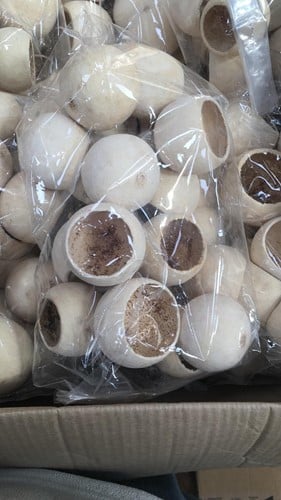 Bell cup Gebleekt zak 20 stuks ca. 5-7 cm