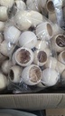 Bell cup Gebleekt zak 20 stuks ca. 5-7 cm