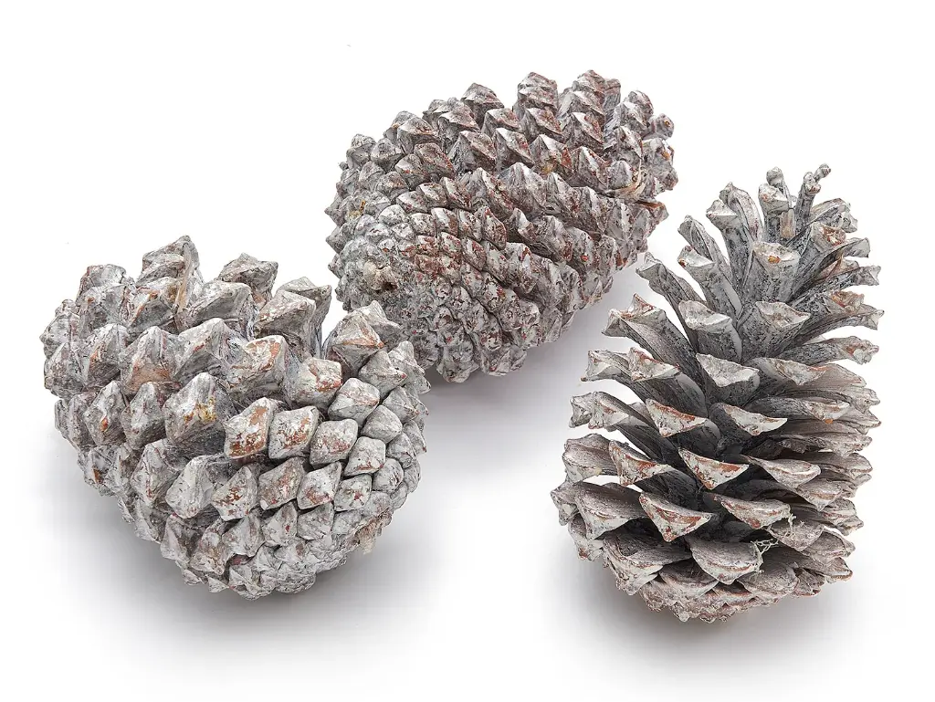 Dennenappels Maritima Grote dennenappel Frosted 12cm 12 stuks