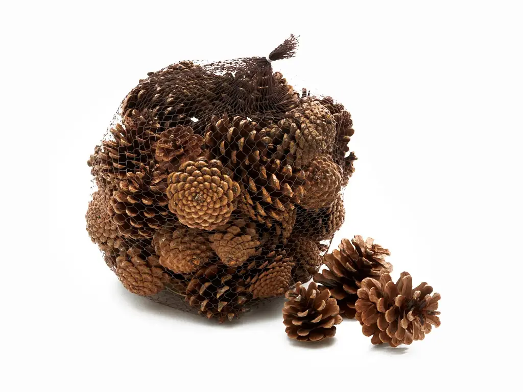 Dennenappels Oostenrijkers Pinus Nigra Blue Pine Naturel in net ca. 1 kilo
