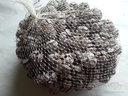 Cypressus Frosted 1 kilo