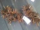 String Coco Indian stick Naturel 100 cm per stuk