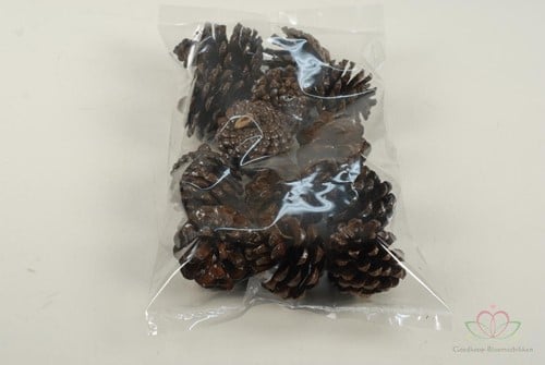 Dennenappels Pinecone Lak 250gr