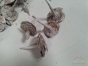 Cedarbase White wash ca. 50 stuks