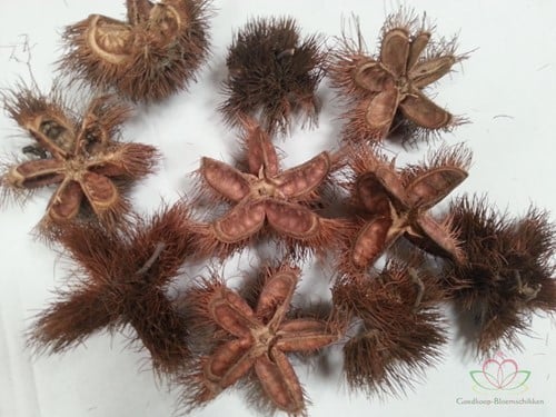 Wild chestnut Naturel 10 stuks