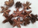 Wild chestnut Naturel 10 stuks