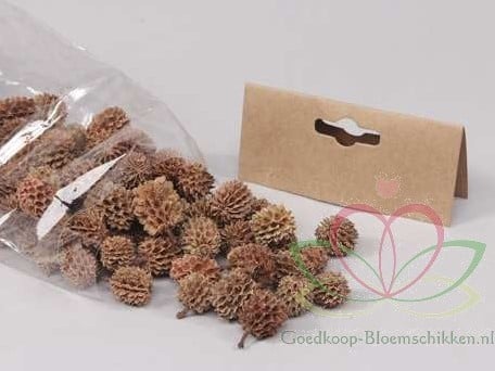 Casuarina Denneappeltjes ca. 100 gram