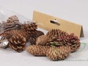 Dennenappel Ray Cones Naturel 100 gram kleinverpakking
