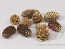 Dennenappel Ray Cones Goud 500 gram