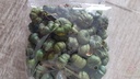 Putka Pods Groen ca. 40 gram kleinverpakking