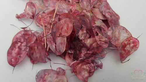 Lunaria Amethyst Kameleon Judaspenning