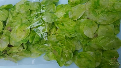 Lunaria Lime Groen Judaspenning
