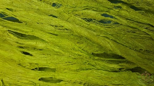 Moerbeischors Lime Groen 200 gram
