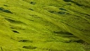 Moerbeischors Lime Groen 200 gram