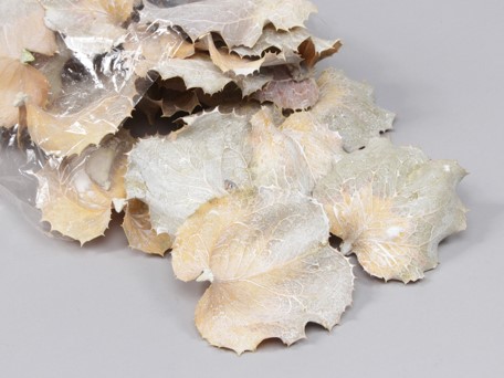 Hakaea Victoria bladeren White Wash groot pak 150 gram