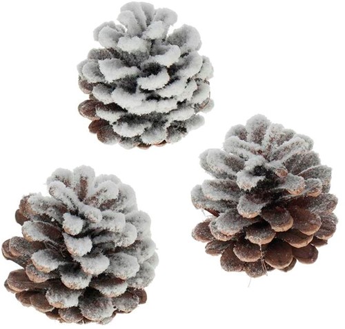 Oostenrijker dennenappel Pinus Nigra sneeuw 250 gr