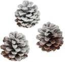 Oostenrijker dennenappel Pinus Nigra sneeuw 250 gr