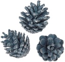 Oostenrijker dennenappel Pinus Nigra BLUE WASH 6 stuks