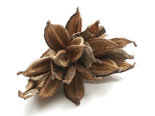 Penca Sororoca Natural 20-30 cm per stuk
