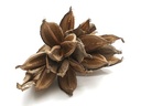 Penca Sororoca Natural 20-30 cm per stuk