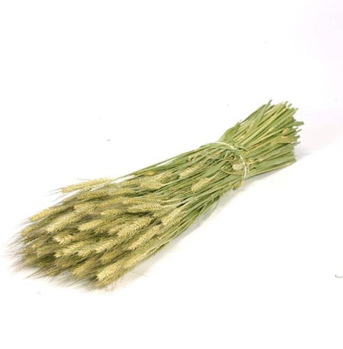 Triticale droogbloemen Naturel Groen per bundel