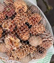Leucadendronmix Net XXL 500 gram 