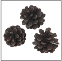 Oostenrijker dennenappel Pinus Nigra BLACKwash 6 stuks