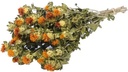 Bidens Carthamus Orange natural SB