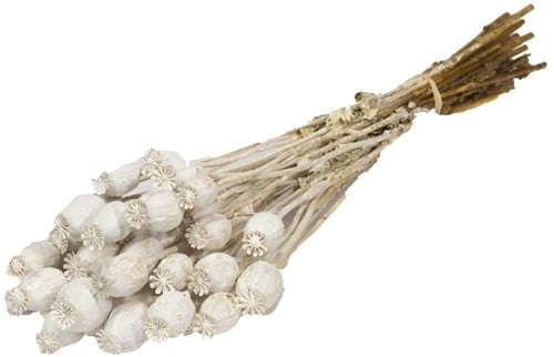 Papaverbollen White Misty