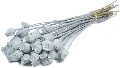 Papaverbollen Grey Wash