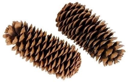 Reuze Dennenappel Sugar Pine Cone Naturel ca. 25 cm per stuk