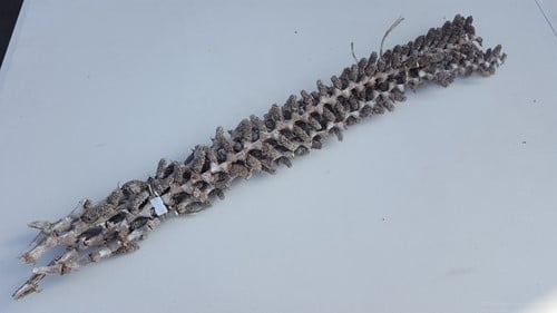 Buriti bundel White ca. 70 cm 5 stuks