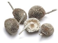 Zonnebloemhoofd Frosted White ca. 6 cm 15 stuks