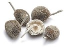 Zonnebloemhoofd Frosted White ca. 6 cm 15 stuks