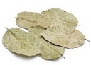 Sal Leaves ca. 15 cm 50 stuks