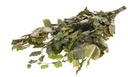 Geprepareerd Gepreserveerd Beukenblad Fagus 75 cm 150 gr